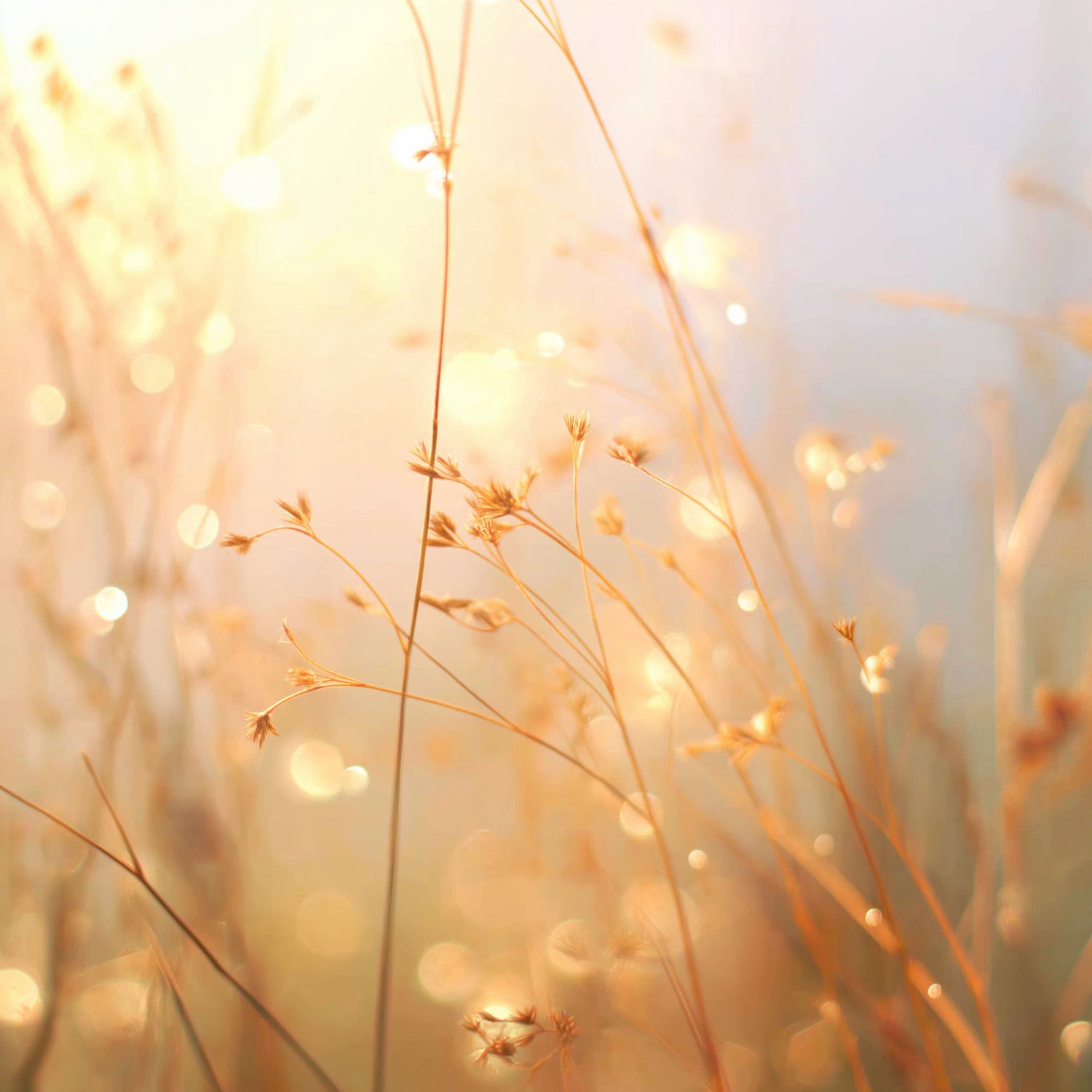 Blurred image of grass with a warm, glowing light effect
